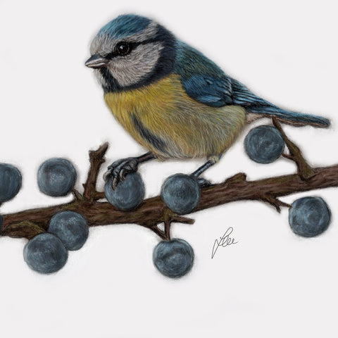 Blue Tit Bird Original Painting