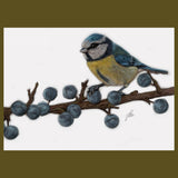 Blue Tit Bird Original Painting
