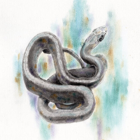 Print of a Snake Painting by Irish Wildlife Artist Jessica Ivy